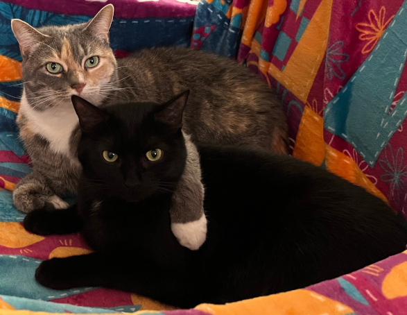 Two cats
