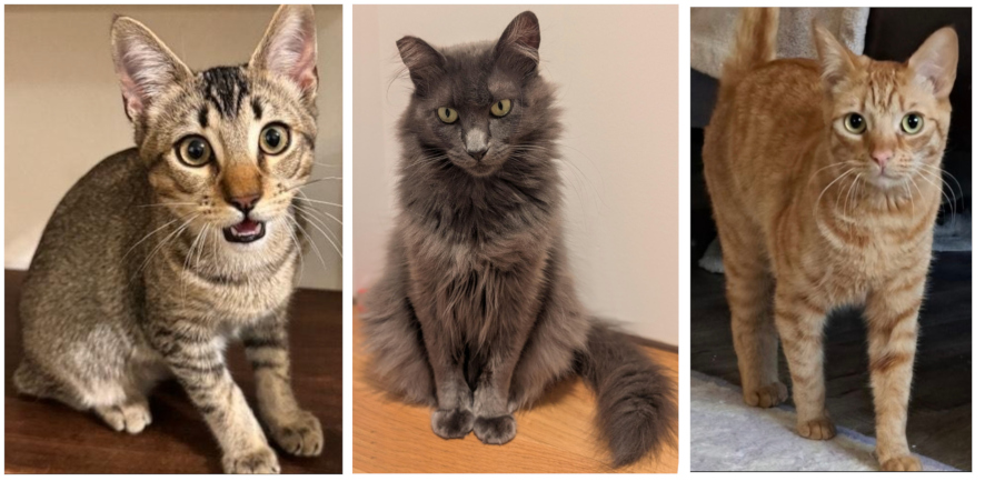 Pictures of cats with no white spotting.