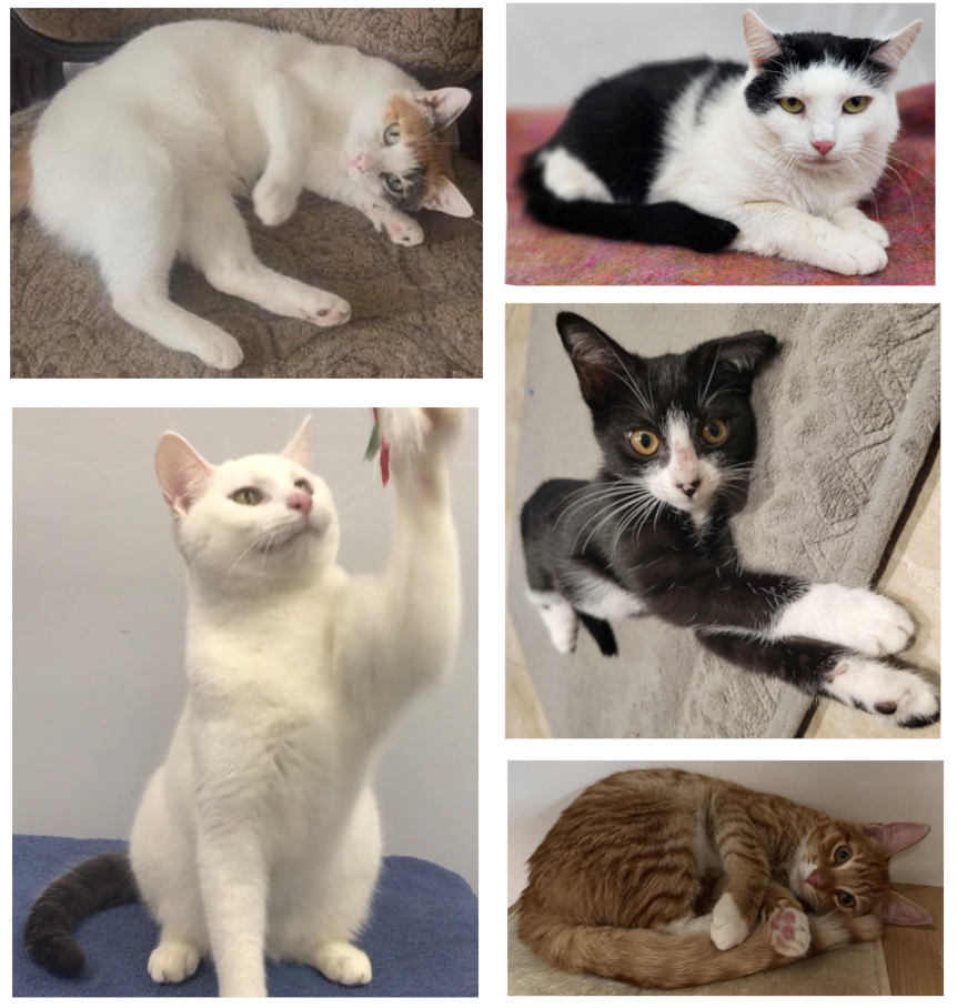 Pictures of cats with some white fur (note the orange scalp and black tail of the cats on the left).