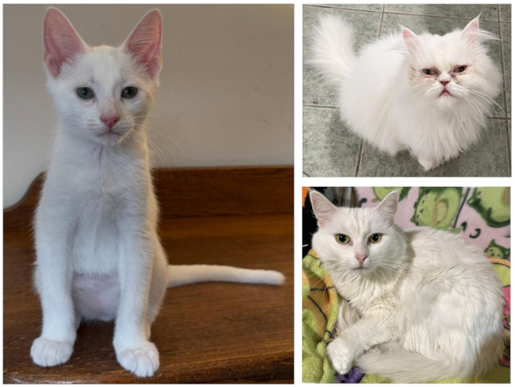 Pictures of white cats.