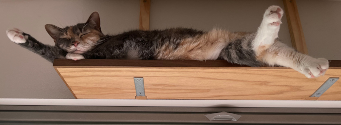 A cat